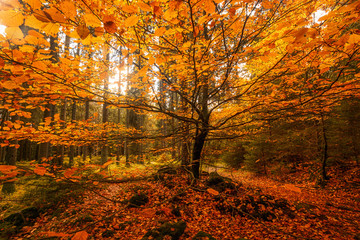Viele bunte Herbstfarben einer Buche im Wald