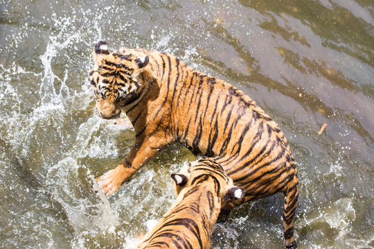 Two Tigers fighting in Water