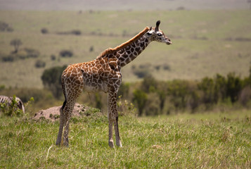A newborn giraffe stands alone on the plains of the Masai Mara looking right