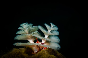 Christmas tree worms (Spirobranchus giganteus) on the Windsock dive site, Bonaire, Netherlands...