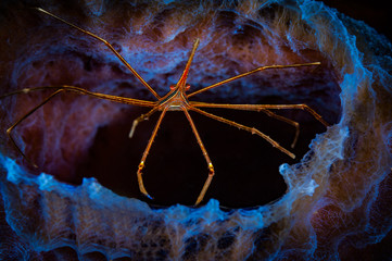 Yellowline Arrow Crab (Stenorhyncus seticornis), Bonaire, Netherlands Antilles