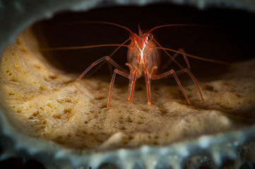 Peppermint Shrimp (Lysmata wurdemann) on the Boka Slagbaai dive site, Bonaire, Netherlands Antilles