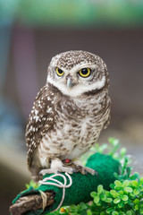 Closeup little owl on a pole