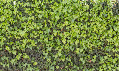 Green ivy isolated on a white wall