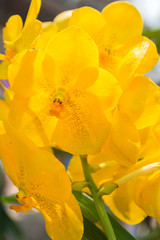Yellow Vanda orchid.