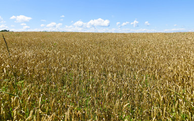 Field of the ripe golden wheat