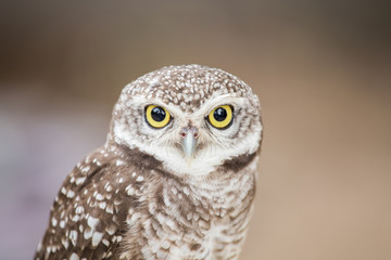 Closeup little owl on a pole