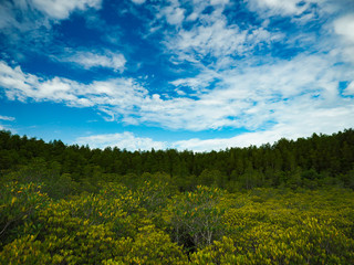 Obraz premium Nature Preserve in Thailand
