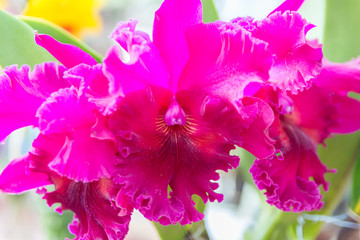 Obraz na płótnie Canvas Pink Cattleya orchid.