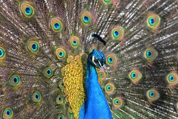 Obraz premium Portrait of peacock
