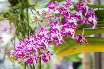 Obraz premium Rhynchostylis gigantea Orchid