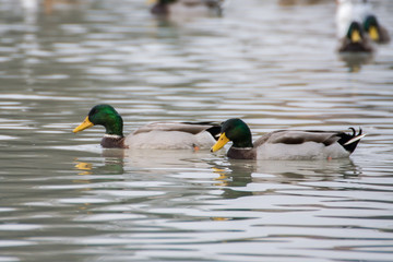 Wild ducks swim on a lake