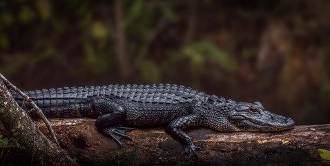 Florida swamp alligator