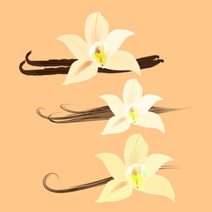 цветы ванили на бежевом фоне, векторная иллюстрация