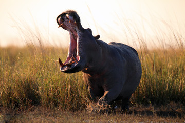 The common hippopotamus (Hippopotamus amphibius), or hippo aggressive with its mouth open - obrazy, fototapety, plakaty