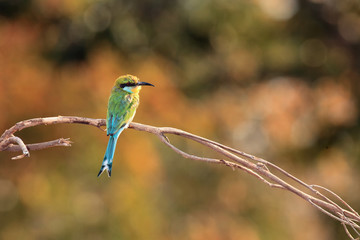 The swallow-tailed bee-eater (Merops hirundineus) sitting on the branch with colored background
