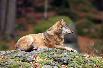 The gray wolf or grey wolf (Canis lupus) laying on the rock