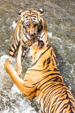 Two Tigers fighting in Water
