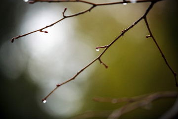  leaves covered with raindrops