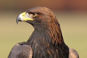 The golden eagle (Aquila chrysaetos), portrait
