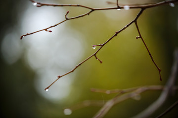  leaves covered with raindrops