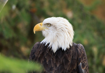 Bald Eagle.