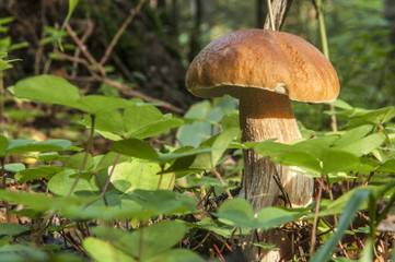 boletus, гриб