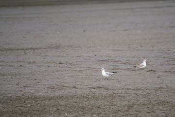 Seagulls on a lake searching for food