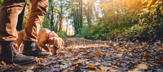 Man hiking in autumn forest with dog