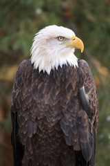 Bald Eagle.