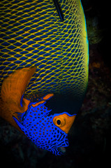The face of a Blue Face Angelfish (Pomacanthus xanthometopan) in the Maldives