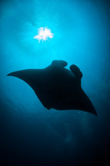 Manta ray (Manta birostri) swims in the sun's rays, South Ari Atoll, Maldives © timsimages.uk