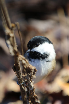 m&eacute;sange &agrave; t&ecirc;te noire