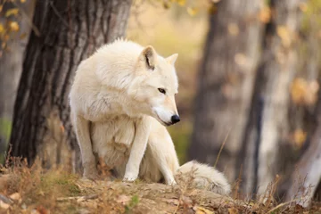 Papier Peint photo autocollant Loup Grey wolf sitting.