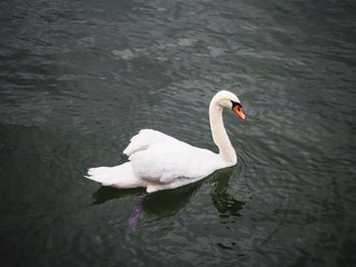 cisne en Benzeholz, Suiza, verano de 2016 OLYMPUS DIGITAL CAMERA