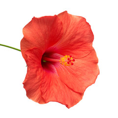 Hibiscus flower isolated on a white background.