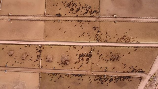 Aerial ascending shot of cows walking in stockyard