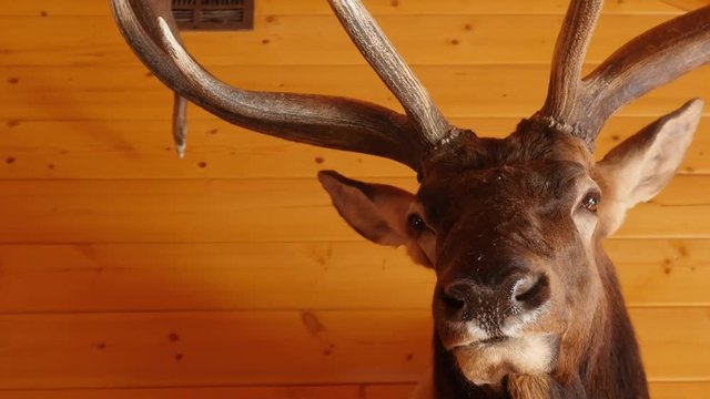 Large trophy elk mount hanging on the wall
