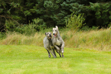 Playing Irish Wolfhound , running Irish wolfhounds