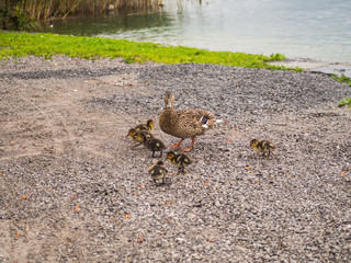  patitos y mamá pata en Suiza, verano de 2016 OLYMPUS DIGITAL CAMERA
