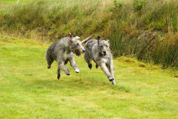 Fototapeta premium Playing Irish Wolfhound , running Irish wolfhounds