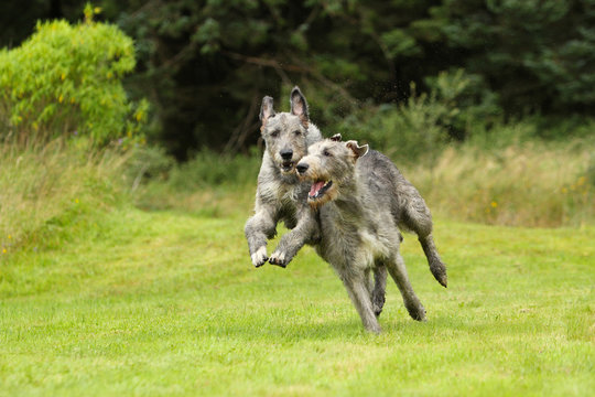 Playing Irish Wolfhound , running Irish wolfhounds