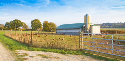 Hühner in Freilandhaltung  © Jürgen Fälchle
