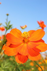 青空とオレンジのコスモス