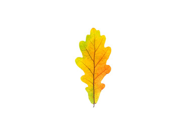 Colorful oak leaf on the white background.