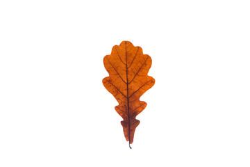 Colorful and old oak leaf on the white background.
