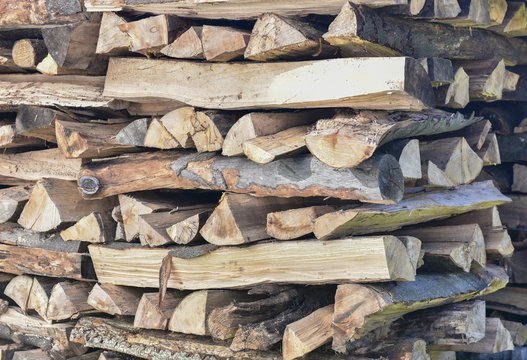HINTERGR&Uuml;NDE - Der Wald lebt