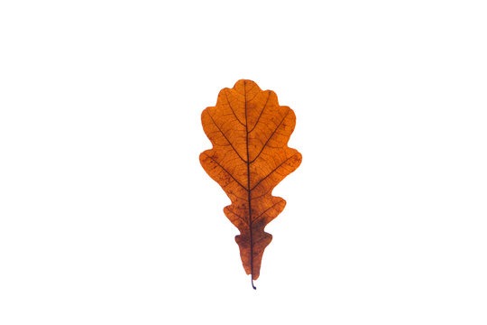 Colorful and old oak leaf on the white background.