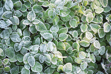 Frost fall on plant