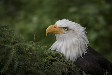 Bald Eagle Portrait